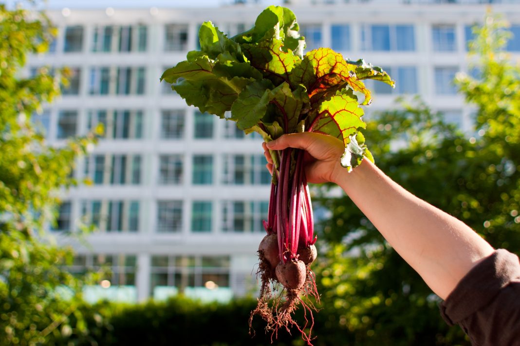 Second Nature Urban Agriculture